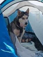 Husky s, Overige rassen, Teef, Meerdere, 3 tot 5 jaar