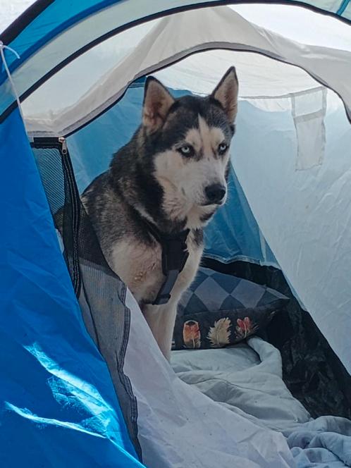 Husky s, Dieren en Toebehoren, Honden | Poolhonden, Keeshonden en Oertypen, Teef, Overige rassen, Particulier, Meerdere, Nederland