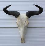 Schedel GESTREEPTE GNU / WILDEBEEST (# A), Ophalen of Verzenden, Gebruikt, Wild dier, Schedel