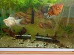 Ancistrus algeneters, Dieren en Toebehoren, Vissen | Aquariumvissen, Vis