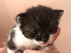 Lieve zwart witte kitten, geboren 23 april., Ophalen of Verzenden, Nieuw