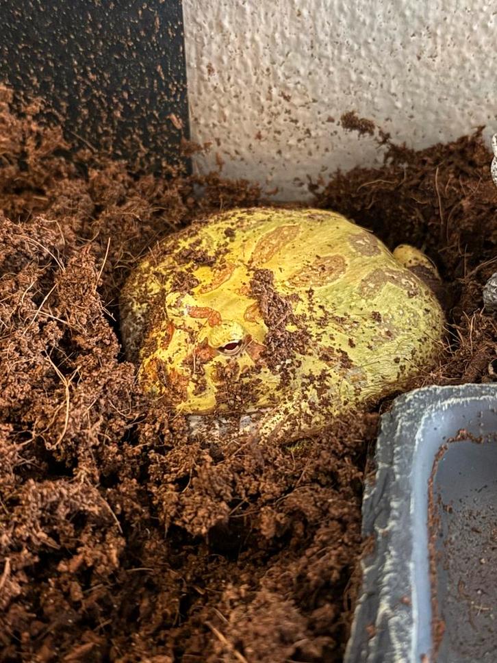 Pacman kikker Ceratophryus cranwelli