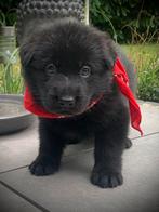 Duitse herder pups teefjes., Dieren en Toebehoren, CDV (hondenziekte), 8 tot 15 weken, Meerdere, Meerdere dieren