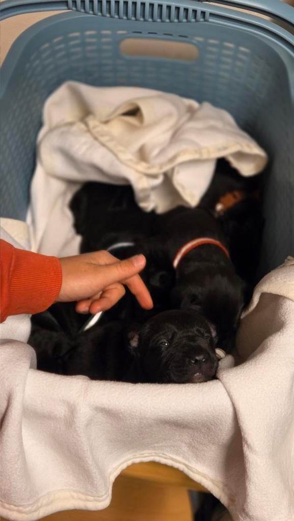 Rhodesië Ridge back kruizing met een whippet, Dieren en Toebehoren, Honden | Niet-rashonden, Middel, Meerdere dieren, Particulier