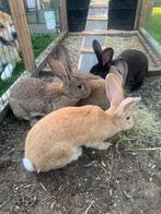 4 konijnen, Dieren en Toebehoren, Konijnen, Mannelijk, Groot, 0 tot 2 jaar