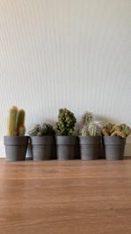 Cactus, Huis en Inrichting, Kamerplanten, Cactus, Minder dan 100 cm, Ophalen of Verzenden, In pot