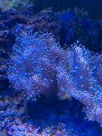 Koraal stekken frags Duivelsklauw lederkoraal, Dieren en Toebehoren, Overige typen