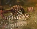 L333 King Tiger Pleco, L333 Hypancistrus, Vis, Zoetwatervis