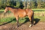 Lieve leuke ruin, Zambesi x Ahorn, 169 cm, 15 jaar, Dieren en Toebehoren, Gechipt, Ruin, Dressuurpaard, 11 jaar of ouder