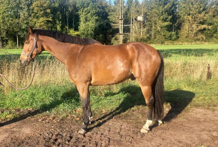 Lieve leuke ruin, Zambesi x Ahorn, 169 cm, 15 jaar, Dieren en Toebehoren, Paarden, Ruin, 165 tot 170 cm, 11 jaar of ouder, Dressuurpaard