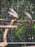 Roodbuikpapegaai (Poicephalus rufiventris), Dieren en Toebehoren, Geslacht onbekend, Parkiet, Geringd