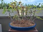 Bonsai, Japanse Esdoorn/Acer, Bos, Tuin en Terras, Planten | Bomen, Ophalen, Bloeit niet, Halfschaduw, Overige soorten