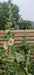 Zalmroze stokrooszaadjes~stokroos~landelijke tuin, Overige soorten, Volle zon, Eenjarig, Ophalen of Verzenden