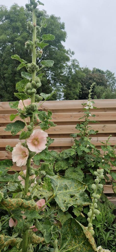 Zalmroze stokrooszaadjes~stokroos~landelijke tuin, Tuin en Terras, Planten | Tuinplanten, Eenjarig, Overige soorten, Volle zon