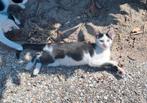 Kittens, Dieren en Toebehoren, Meerdere dieren, Kortharig, 0 tot 2 jaar