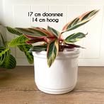 Vintage glazuurde bloempot wit 17 cm doorsnee , 14 cm hoog, Ophalen of Verzenden, Zo goed als nieuw