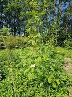 Tamme Kastanje en Lijsterbes Bomen, Tuin en Terras, Overige soorten, Lente, 100 tot 250 cm, Ophalen