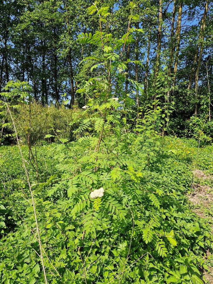 Tamme Kastanje en Lijsterbes Bomen, Tuin en Terras, Planten | Bomen, Overige soorten, 100 tot 250 cm, Volle zon, Lente, Ophalen