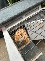 Konijn (ram), Dieren en Toebehoren, Mannelijk