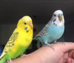 Gezocht: senior grasparkiet, Dieren en Toebehoren, Vogels | Parkieten en Papegaaien, Geslacht onbekend, Parkiet, Tam