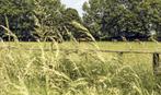Stalling gezocht (bruikleen paard), Dieren en Toebehoren, Stalling en Weidegang, Stalling