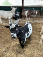 Dwerg Bokje te koop, Dieren en Toebehoren, Schapen, Geiten en Varkens, Mannelijk, Geit