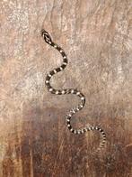 Jonge rattenslangen, Dieren en Toebehoren, Reptielen en Amfibieën, 0 tot 2 jaar