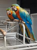 Jonge tamme Catalina of Regenboog Ara's met DNA en getest op, Meerdere dieren, Papegaai, Geringd