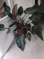 Grote Philodendron plant, Ophalen of Verzenden, Overige soorten, Minder dan 100 cm