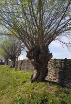 Wilgentakken - Zelf Ophalen! Gereserveerd, Overige soorten, Lente, 250 tot 400 cm, Ophalen