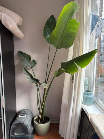 Mooie Strelitia Nicolai beschikbaar voor biedingen