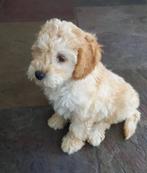 mini labradoodle, Dieren en Toebehoren, Parvo, Overige rassen, 8 tot 15 weken, Meerdere