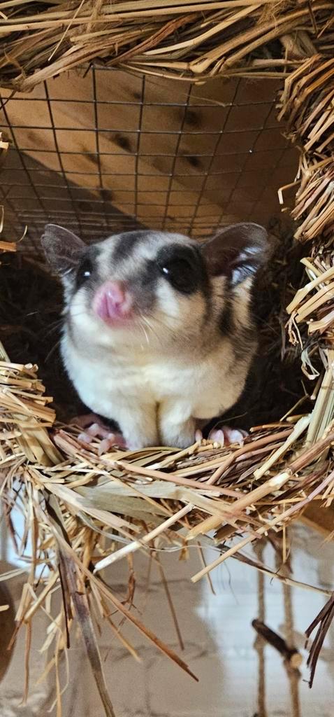 Nog 2 Super lieve Tamme Sugarglider!!!, Dieren en Toebehoren, Knaagdieren, Meerdere dieren, Voor 1 juli 2024, Tam