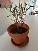 Olijfboompje in terracotta pot, Ophalen, Overige soorten, Halfschaduw, In pot