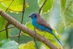Koppel Blauwfazantjes beschikbaar, Meerdere dieren, Tropenvogel, Geringd