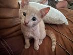 Mooie speelse kitten te koop, Kater