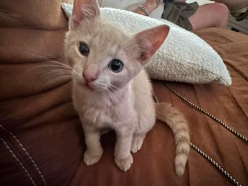 Mooie speelse kitten te koop beschikbaar voor biedingen