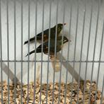 Koppel Japanse nachtegalen 2025 onverwant en correct geringd, Meerdere dieren, Tropenvogel, Geringd