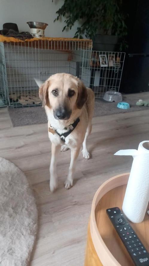 Lieve Severina ter adoptie!, Dieren en Toebehoren, Honden | Niet-rashonden, Groot, Teef, Particulier, Eén hond, Buitenland, 3 tot 5 jaar