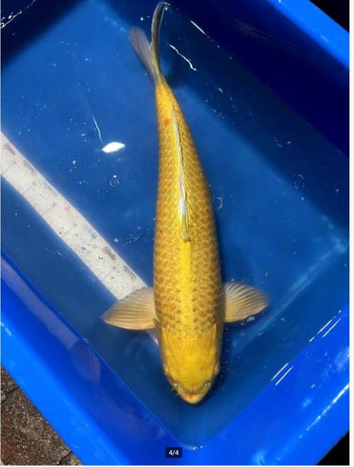 Konishi Karashi-Yamabuki Sansai 60+, Dieren en Toebehoren, Vissen | Vijvervissen, Karper of Koi