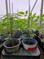 Tomaten planten /punt paprika, Ophalen, Volle zon, Groenteplanten, Eenjarig