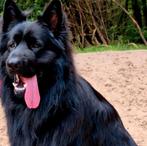 Prachtige langharige Duitse Herder puppys, Meerdere, Meerdere dieren, Herder, Nederland