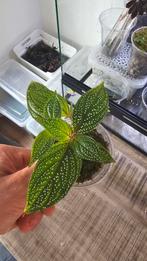 Terrarium plants, Dieren en Toebehoren, Reptielen en Amfibieën