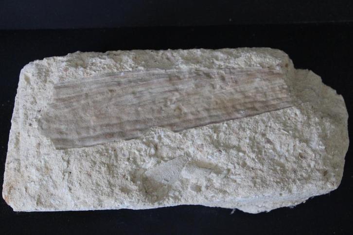 Pinna cretacea Boven-Krijt, Verzamelen, Mineralen en Fossielen, Fossiel, Ophalen of Verzenden