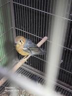 koppel damalijsters 2023, Meerdere dieren, Tropenvogel