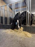 Pensionstal heeft plek, kleinschalige privestal, aan het bos, Dieren en Toebehoren, Stalling en Weidegang, Weidegang, 2 of 3 paarden of pony's