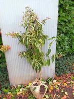 Heptacodium, Tuin en Terras, Herfst, Overige soorten, Minder dan 100 cm, Ophalen