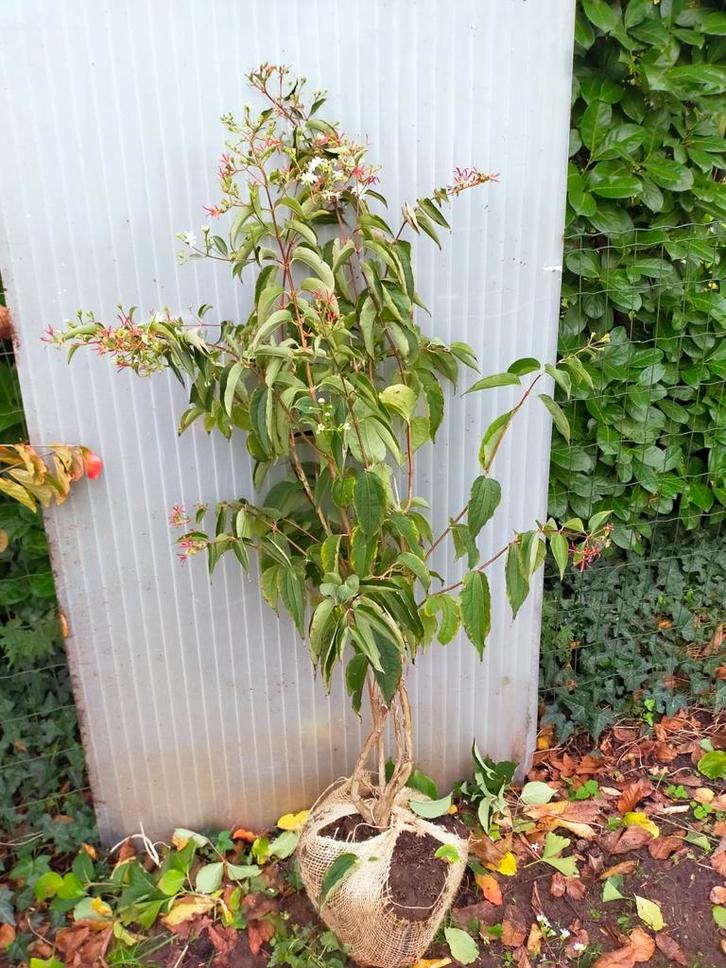 Heptacodium, Tuin en Terras, Planten | Bomen, Overige soorten, Minder dan 100 cm, Volle zon, Herfst, Ophalen