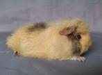 Jong CH teddy zeugje - choco/creme/wit, Cavia, Vrouwelijk, Mei, Tam