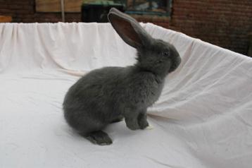 Vlaamse reus ram  beschikbaar voor biedingen